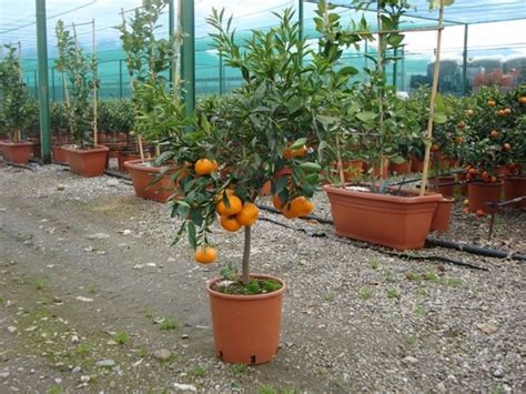 Alberi da frutto in fiore. Vendita alberi da frutto - alberi da frutto - Alberi da ...