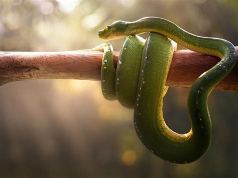 Desktop Wallpaper Green Pit Viper Snake Venomous Animal Hd Image