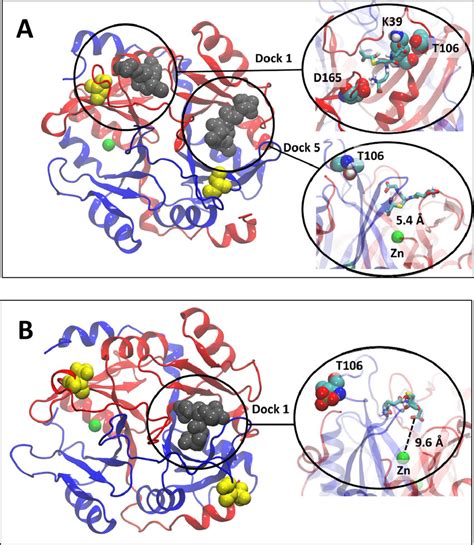 Molecular Graphical Representations Of The Predicted Binding Locations