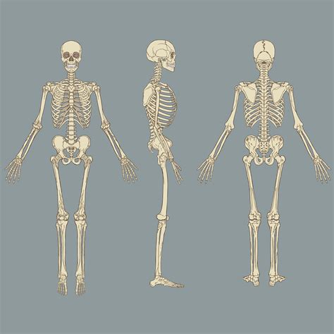 Human Skeleton Chart Vector 640050 Vector Art At Vecteezy