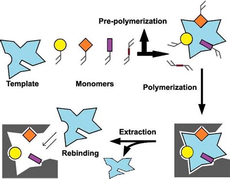 Schematic Diagram Of The Molecularly Imprinted Polymerization Process
