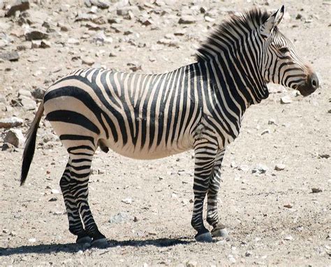 The zebra doesn't support your browser version, so please give us a call or upgrade your browser to the latest version. Zebra: One Of Africa's Most Iconic Species | Big Game Hunting Blog