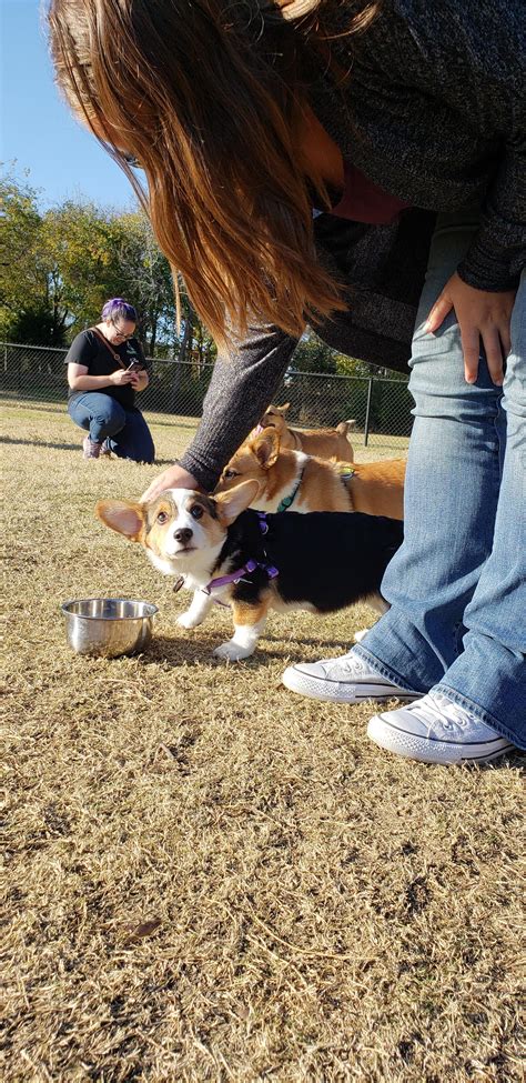 We have been breeding for about 7 years plus now and our corgis are our pride. Great turn out at the north texas corgi meetup in ...