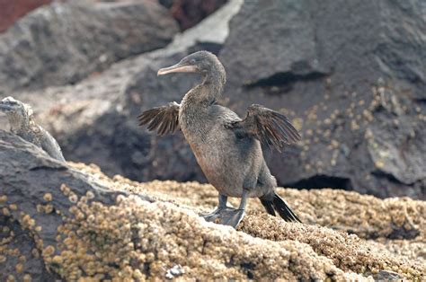 14 Unique Animals Of The Galapagos Islands