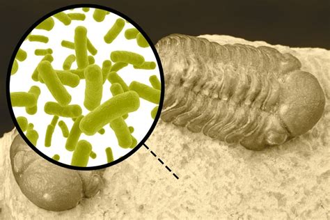 New Technique Pinpoints Milestones In The Evolution Of Bacteria Mit