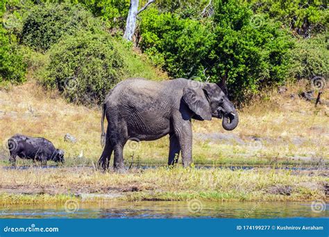 Watering Large Animals In The Okavango Delta Stock Image Image Of