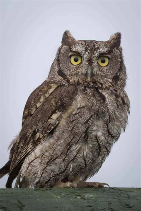 Owls In Colorado 13 Species With Pictures Wild Bird World