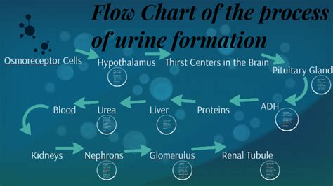 Prepare A Process Flow Chart On The Formation Of Urine