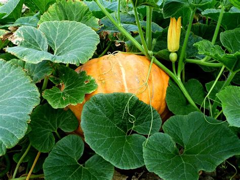Are Pumpkin Leaves Edible And How To Eat Pumpkin Leaves