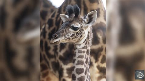 Disney Wants You To Help Name This Baby Giraffe At Animal