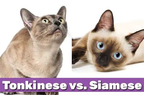Tonkinese Vs Siamese Cats Which One Is Right For You