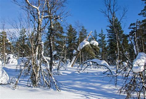 Urho Kekkonen National Park Saariselka Finland Omdömen Tripadvisor
