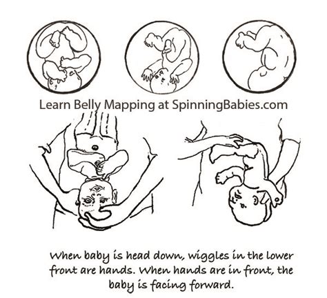 Posterior A Guide To Posterior Fetal Presentation Spinning Babies