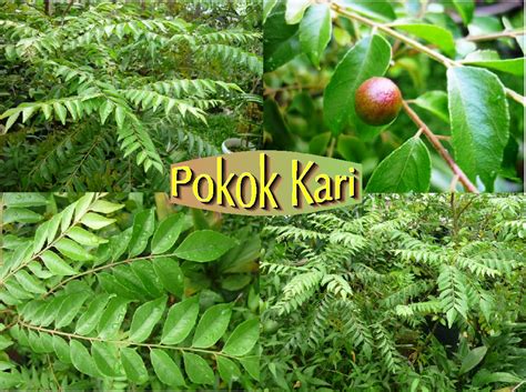 Daun kari malah akan lebih segar sekiranya dipetik dari pokok berbanding dengan daun kari yang dibeli dari pasar. AGEasyGrow: Pokok Kari