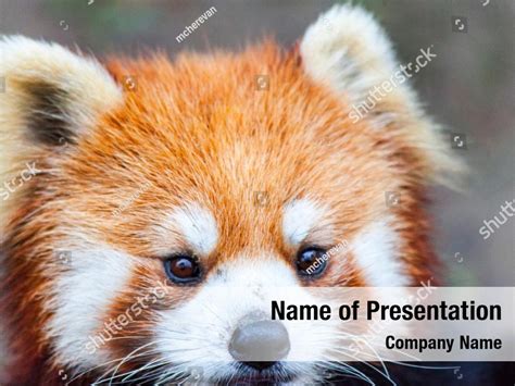 Adorable Red Panda Powerpoint Template Adorable Red Panda Powerpoint