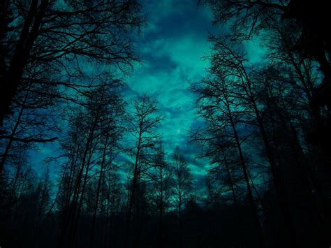 Beautiful Forest Night Wallpapers Top Free Beautiful Forest Night