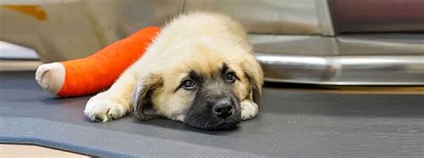 Atlanta Humane Society Dog And Cat Adoption Pet Rescue