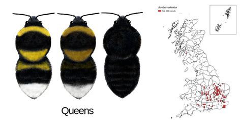 Bumblebee Species Guide Bumblebee Conservation Trust