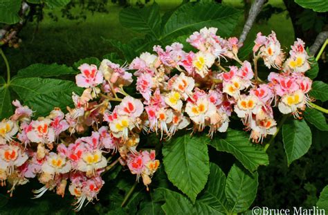 Indian horse chestnut tree/himalayan horse chestnut tree (aesculus indica). Damask Red Horse Chestnut - Aesculus x carnea ...
