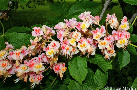 So, what's wrong with my horse chestnut tree, you ask? Damask Red Horse Chestnut - Aesculus x carnea ...