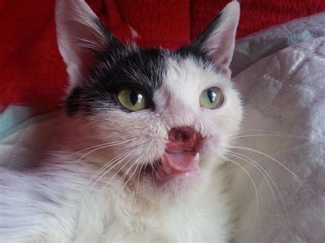 There's no getting around it, wasp stings hurt! Iranian Street Cat with Missing Nose Gets Life Changing ...