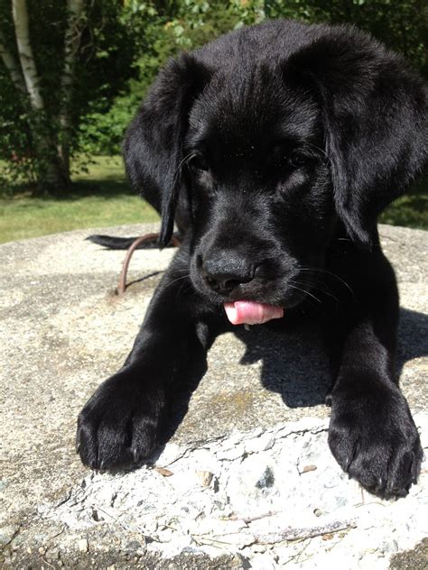 Quality labrador puppies for sale. Black lab golden retriever mix | Labrador retriever ...