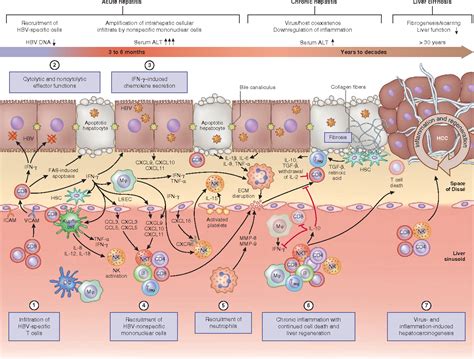 Pathogenesis Of Chronic Viral Hepatitis Differential Roles Of T Cells