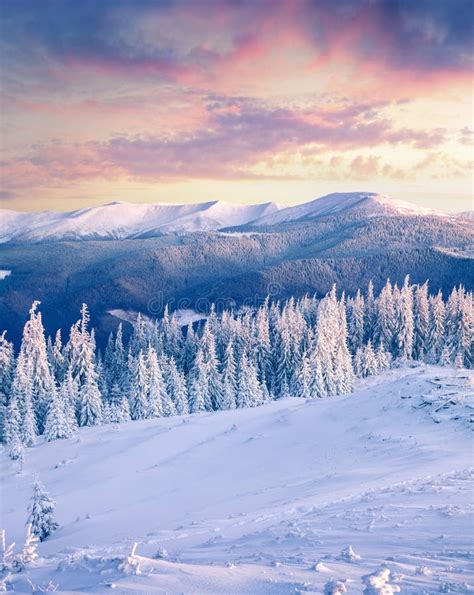 Great Winter Sunrise In Carpathian Mountains With Snow Covered Fir