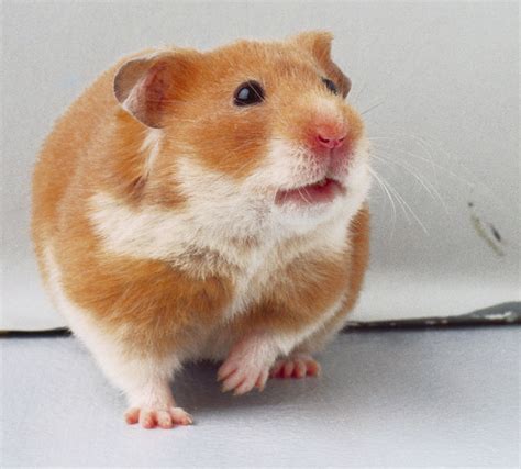 Latest Funny Pictures Funny Golden Syrian Hamsters