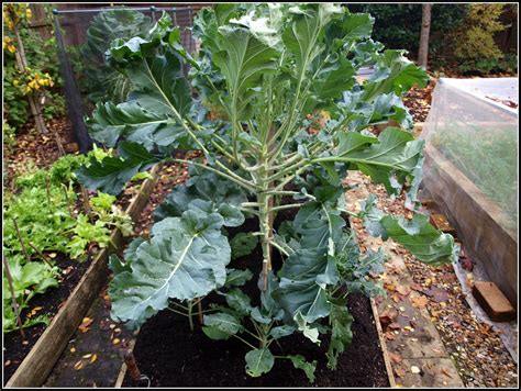 How To Plant Broccoli Outside