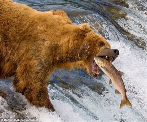 Heres How Its Done Kids Mother Bear Catches Two Fish