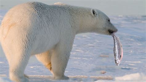 Chatgpt The Polar Bear And The Frozen Fish