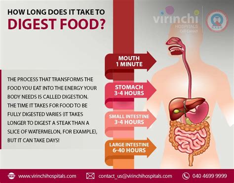 how long does it take food to digest amarysumag