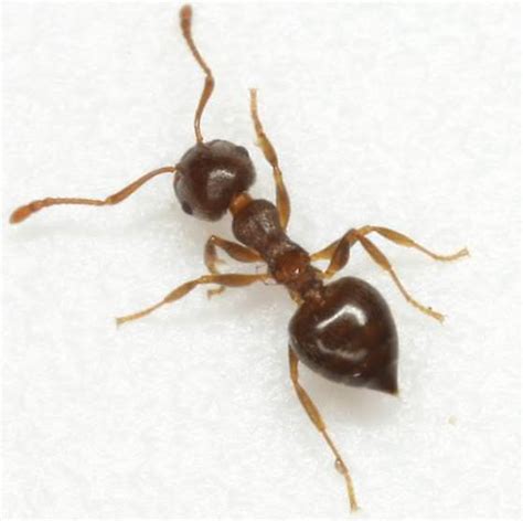 Ants Dodson Pest Control