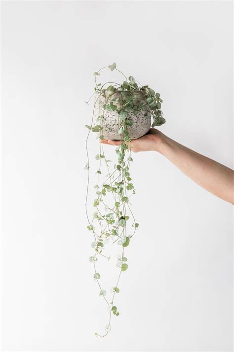 Maybe you would like to learn more about one of these? Heart shaped plants for your Valentine