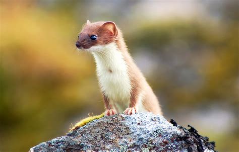 Least Weasel Klengt Wisel Mammalia Luxembourg · Inaturalist