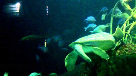 Tennessee Aquarium Youtube