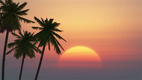 Time Lapse Tropical Sunrise With Palm Trees And Clear Sky Vfx