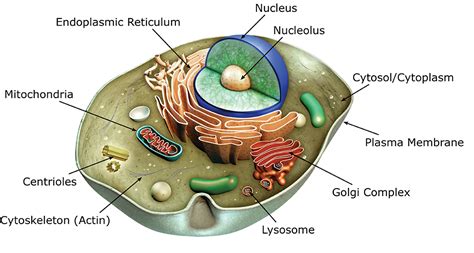 Cell Structures And Organelles