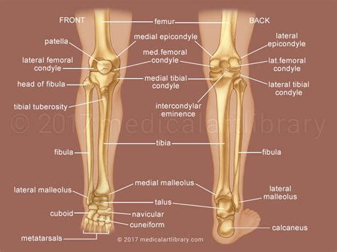 Ça Alors 24 Raisons Pour Diagram Bones Of The Leg And Foot Most