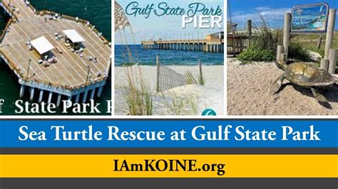 Sea Turtle Rescue At Gulf State Park Pier In Gulf Shores Alabama