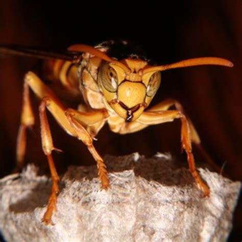 When Do Hornets Come Out? | Sciencing