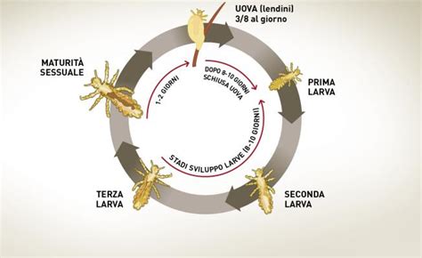 Pidocchi Cane e Gatto: Prevenzione e Come Eliminarli