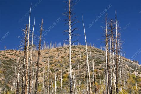 Forest Destroyed By Wild Fires Stock Image C024 5659 Science Photo Library