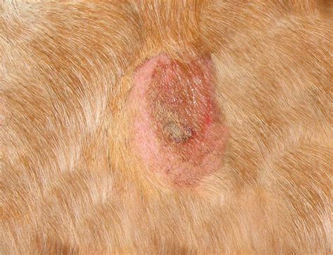 Scabs On Dogs With Pictures Our Vet Explains What To Do