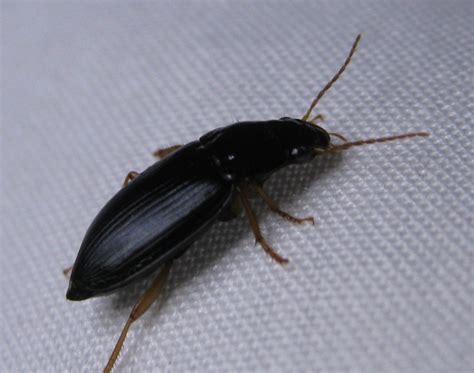 top 65 of black beetle type bug in house milk chocolate delights