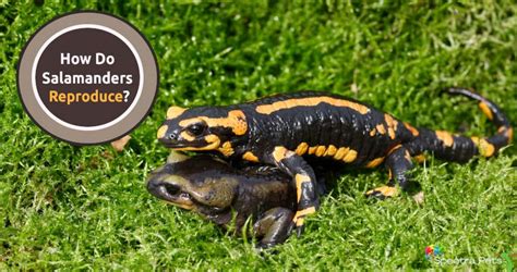 How Do Salamanders Reproduce [an In Depth Look]