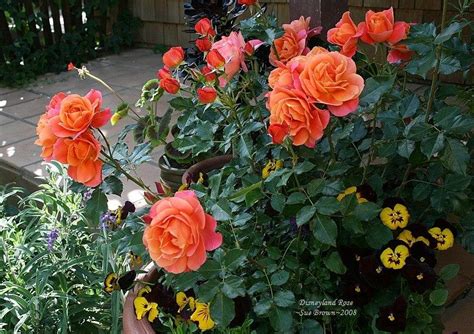 Photo Of The Bloom Of Rose Rosa Disneyland Rose Posted By Califsue