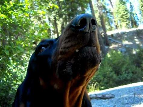 coonhound howling youtube