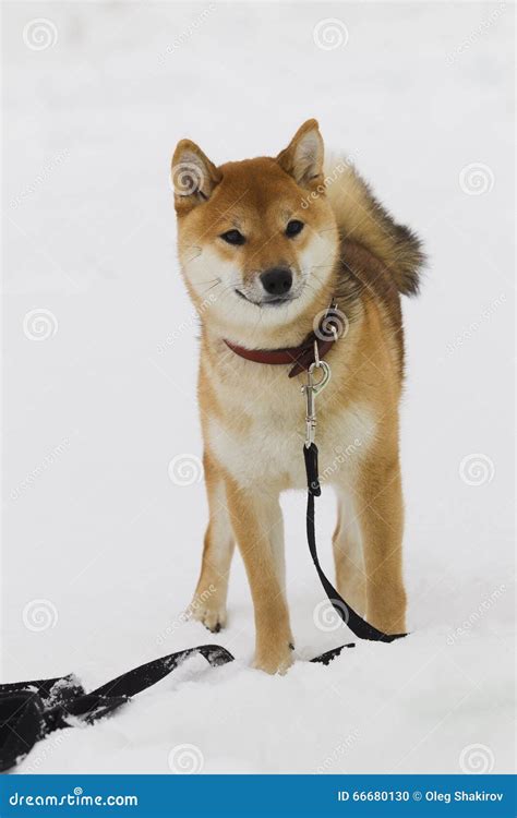 Japanese Dog Breed Shiba Inu In Snow Stock Photo Image Of Shiba